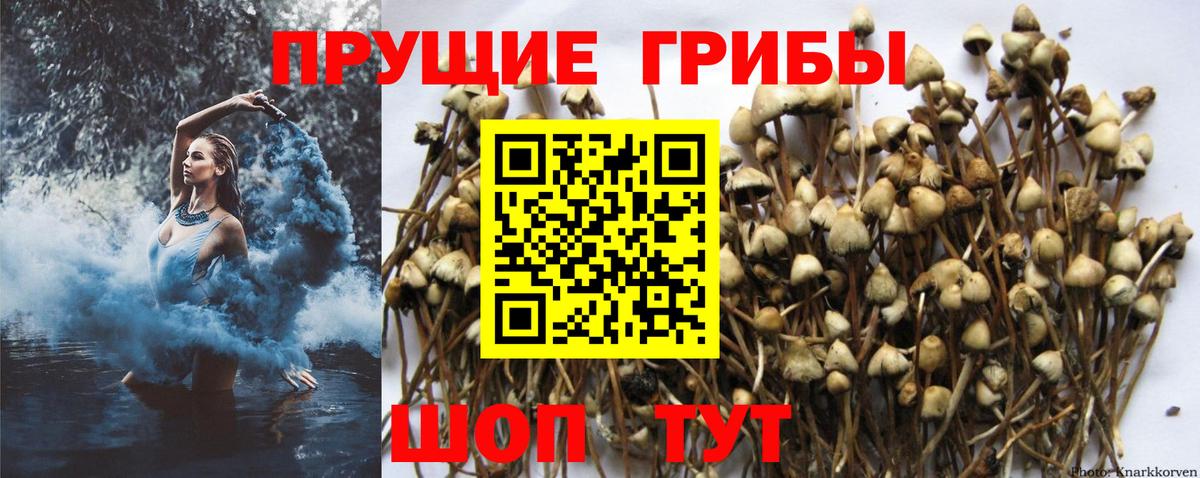 Галлюциногенные грибы Psilocybine cubensis  Вход с VPN  где купить наркотик  Усть-Илимск 